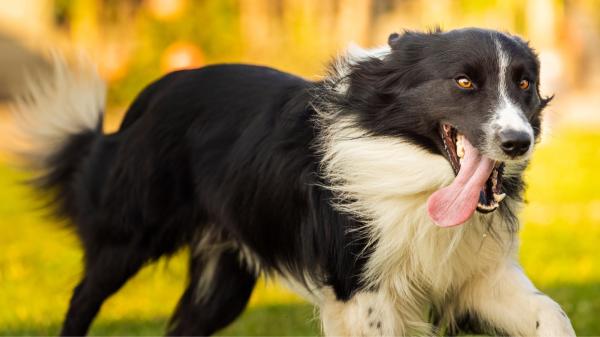 Los adiestradores caninos alertan: “El Border Collie no es el mejor perro para vivir con niños porque se estresa con facilidad y necesita estimulación” - Un border collie necesita una vida mucho más activa que pasear unos minutos al día