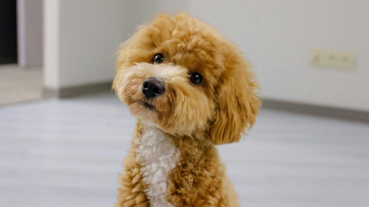 Confirmado por la ciencia: hablar con tus mascotas mejora su bienestar y reduce el estrés (y no solo ellos lo sienten)