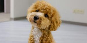 Confirmado por la ciencia: hablar con tus mascotas mejora su bienestar y reduce el estrés (y no solo ellos lo sienten)