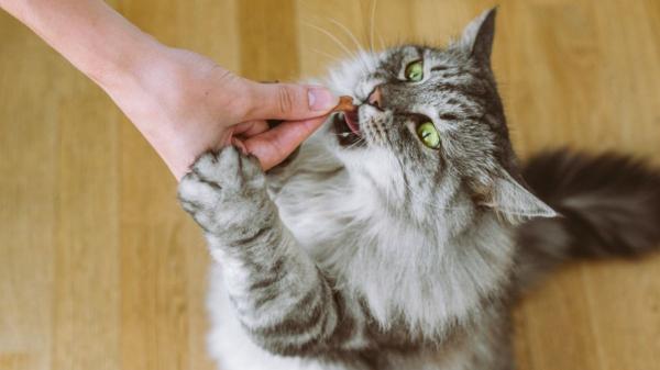 Los veterinarios están de acuerdo: “Premiar siempre a un gato con comida no hace que aprenda mejor” - La comida no es la única recompensa: caricias, juego y palabras también funcionan