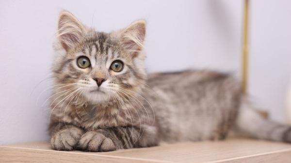 Los veterinarios están de acuerdo: “Premiar siempre a un gato con comida no hace que aprenda mejor” - La educación también es importante para los gatos