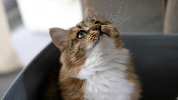 Confirmado por la ciencia: hablar con tus mascotas mejora su bienestar y reduce el estrés (y no solo ellos lo sienten) - La forma correcta de hablar con tus animales