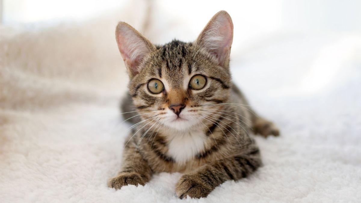 Los veterinarios están de acuerdo: “Premiar siempre a un gato con comida no hace que aprenda mejor”