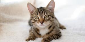 Los veterinarios están de acuerdo: “Premiar siempre a un gato con comida no hace que aprenda mejor”