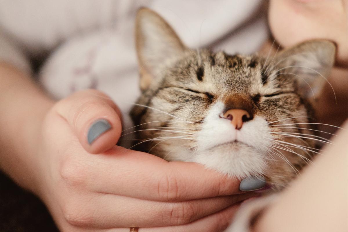 Mi gato se excita conmigo - Causas y qué hacer