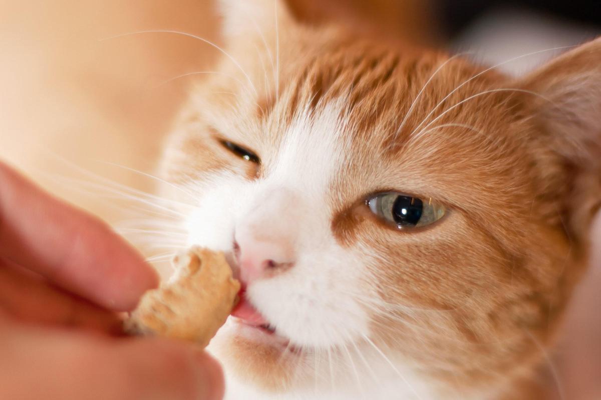 Recetas de golosinas para gatos