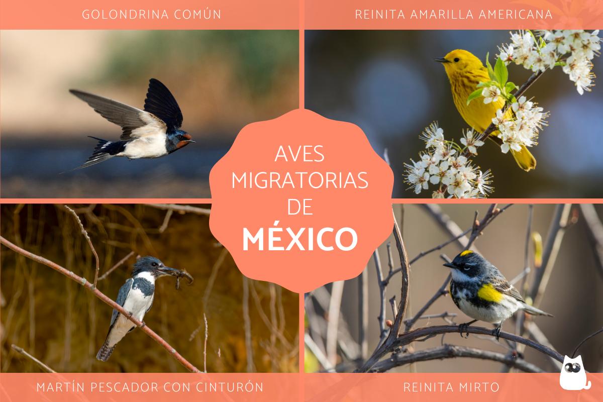 Aves migratorias de México