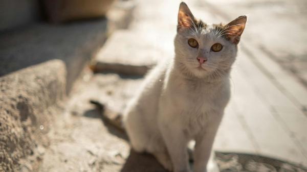 Un santuario en Grecia busca voluntarios para cuidar gatos a cambio de alojamiento gratis - ¿Cuándo abren las inscripciones y cómo enviar la solicitud?