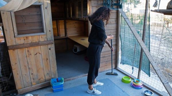 Un santuario en Grecia busca voluntarios para cuidar gatos a cambio de alojamiento gratis - Cuidar gatos frente al mar: así es el voluntariado soñado para cat lovers