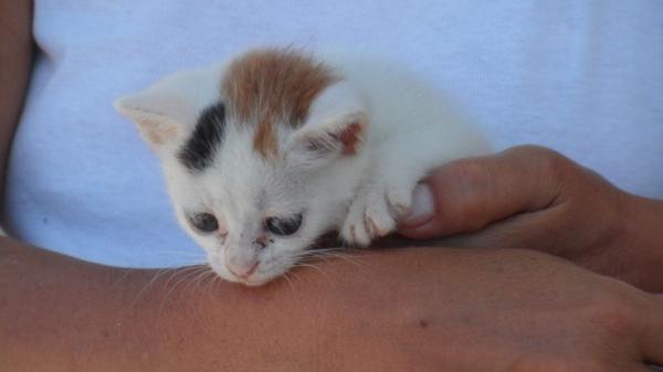 Un santuario en Grecia busca voluntarios para cuidar gatos a cambio de alojamiento gratis - ¿Quién puede ser voluntario? Estos son los requisitos para postularse