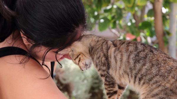 Un santuario en Grecia busca voluntarios para cuidar gatos a cambio de alojamiento gratis