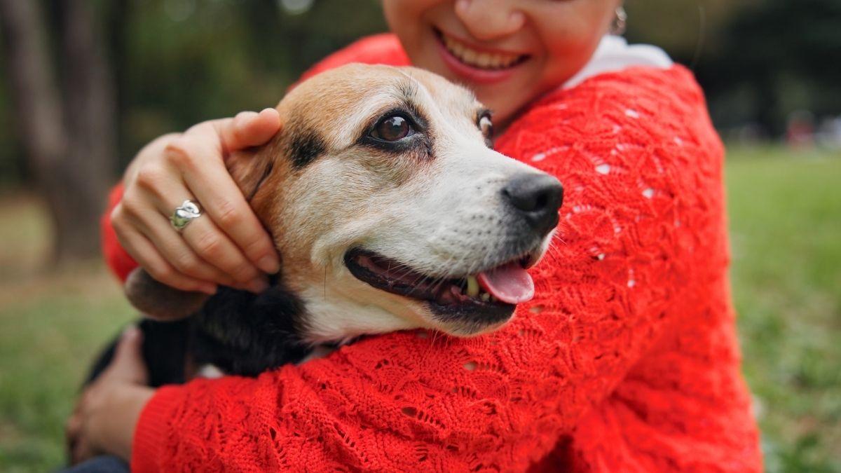 No es solo genética: el verdadero secreto para que tu perro viva más años (y lo puedes aplicar hoy mismo)
