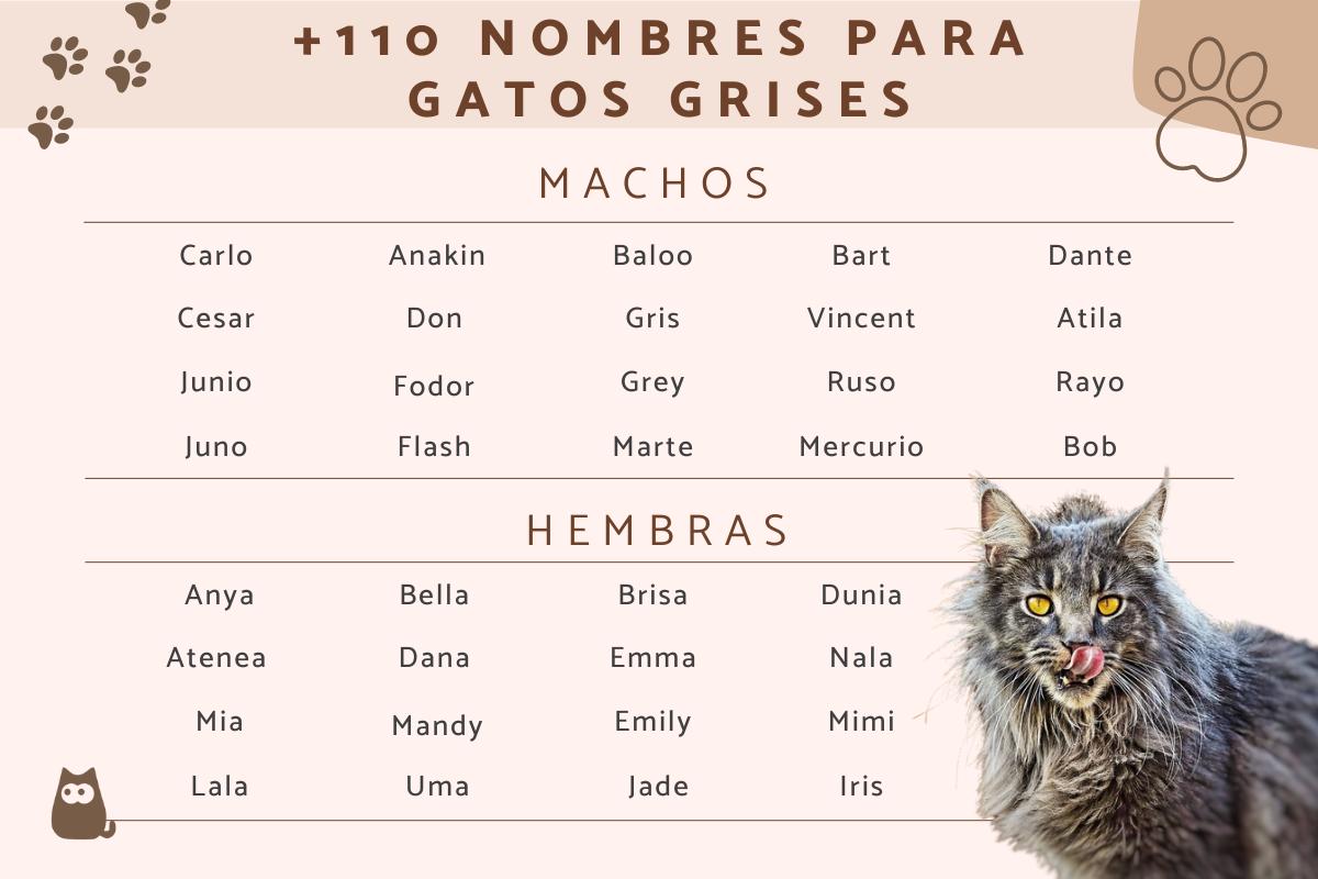 Nombres para gatos grises