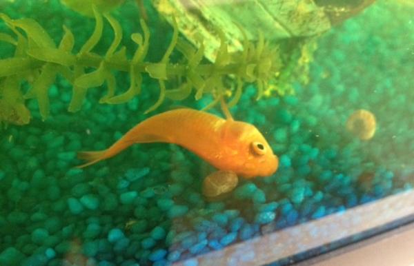 Vejiga natatoria de los peces: qué es y cómo curarla - Problemas de vejiga natatoria en peces