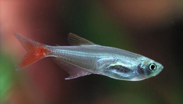 Vejiga natatoria de los peces: qué es y cómo curarla - ¿Qué pasa si un pez no tiene vejiga natatoria?