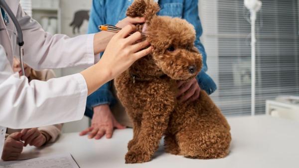 No es solo genética: el verdadero secreto para que tu perro viva más años (y lo puedes aplicar hoy mismo) - Revisiones, vacunas y salud dental: la medicina preventiva que alarga su vida