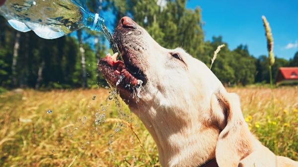 No es solo genética: el verdadero secreto para que tu perro viva más años (y lo puedes aplicar hoy mismo) - Riñones sanos y buena digestión: por qué el agua mantiene sus funciones vitales en equilibrio