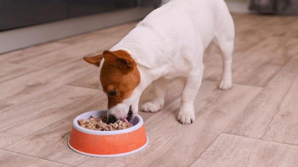 No es solo genética: el verdadero secreto para que tu perro viva más años (y lo puedes aplicar hoy mismo) - Una alimentación de calidad es el primer paso para ganar años de vida