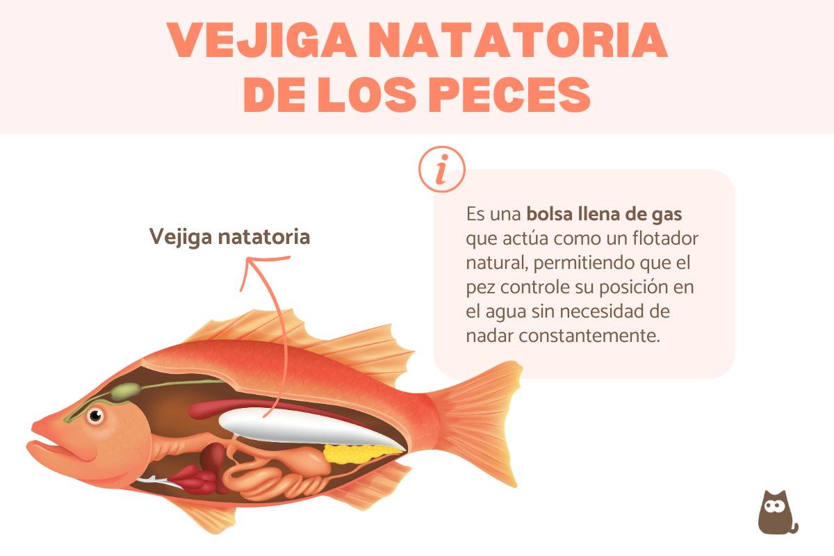 Vejiga natatoria de los peces: qué es y cómo curarla