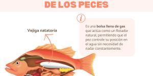 Vejiga natatoria de los peces: qué es y cómo curarla
