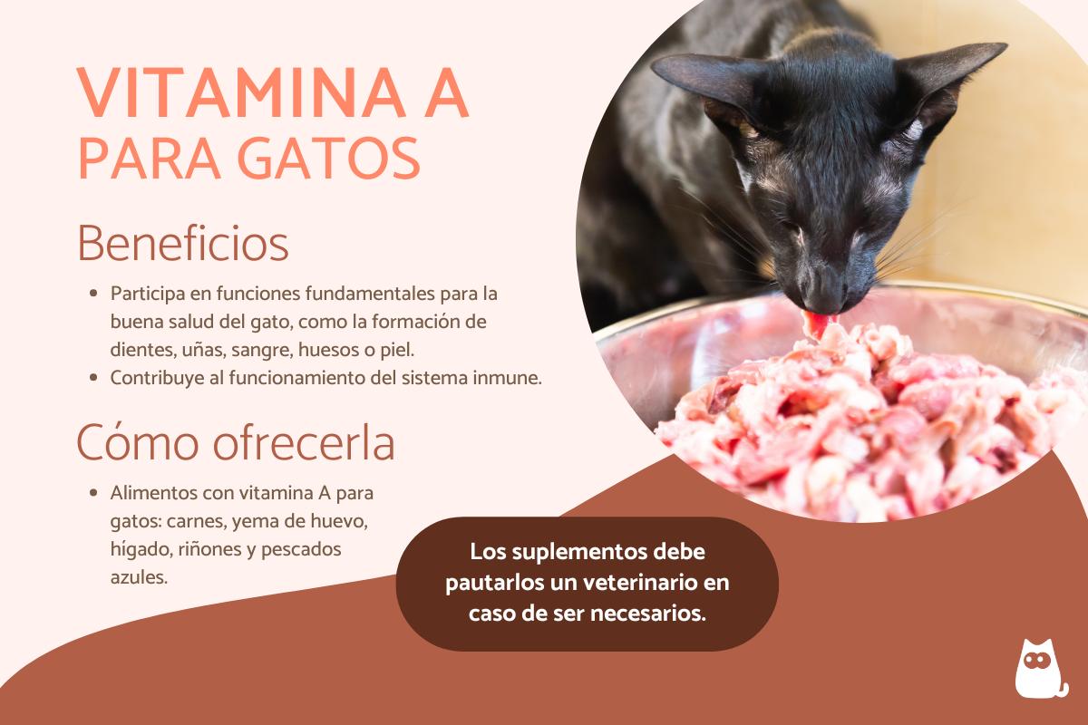 Vitamina A para gatos - Dosis y para qué sirve