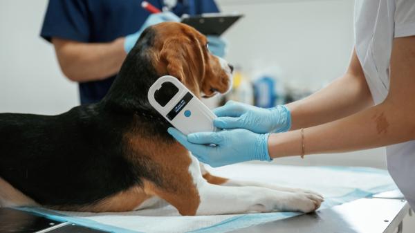 La UE endurece las normas: prohibido ceder o dar en adopción mascotas sin microchip - La nueva normativa europea es más estricta que la española