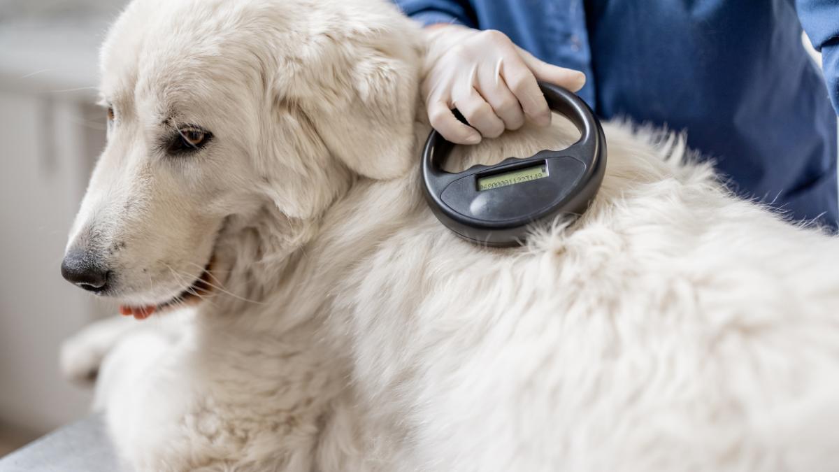 La UE endurece las normas: prohibido ceder o dar en adopción mascotas sin microchip