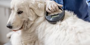 La UE endurece las normas: prohibido ceder o dar en adopción mascotas sin microchip