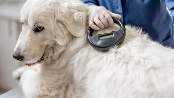 La UE endurece las normas: prohibido ceder o dar en adopción mascotas sin microchip