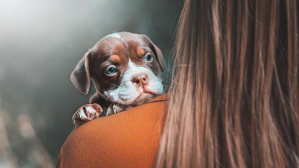 La UE endurece las normas: prohibido ceder o dar en adopción mascotas sin microchip - Más allá del microchip: qué otras medidas incluye la nueva normativa europea sobre mascotas