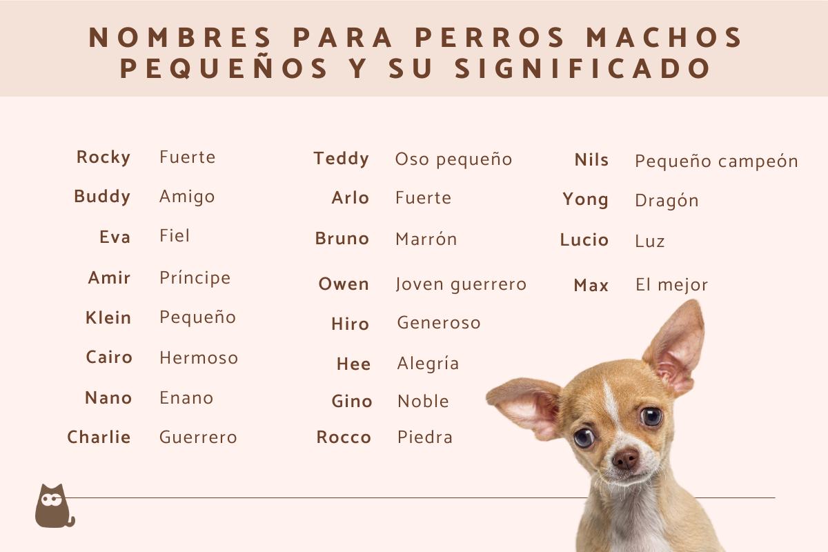 Nombres para perros machos pequeños y su significado