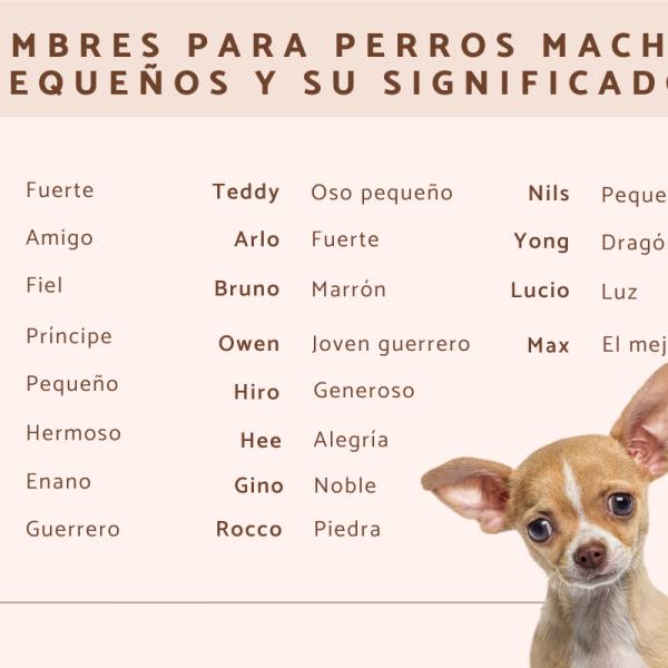 es llevar un buen nombre de perro