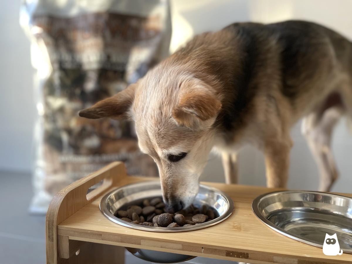 Alimentación para perros con problemas articulares
