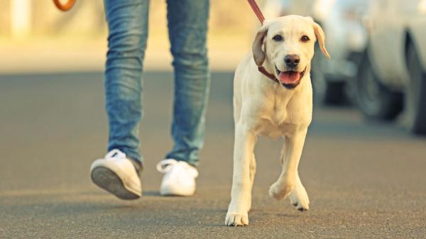 Los veterinarios y educadores caninos coinciden: “Tirar de la correa cuando el perro quiere oler algo le genera frustración y estrés durante el paseo ” - El error más común en los paseos: confundir cansancio con bienestar