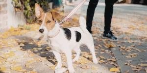 Los veterinarios y educadores caninos coinciden: “Tirar de la correa cuando el perro quiere oler algo le genera frustración y estrés durante el paseo”