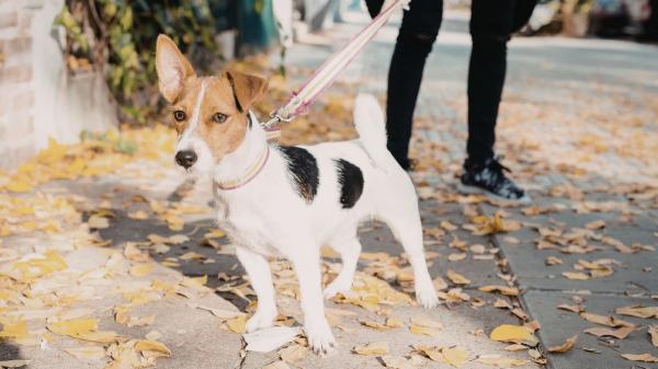 Los veterinarios y educadores caninos coinciden: “Tirar de la correa cuando el perro quiere oler algo le genera frustración y estrés durante el paseo”