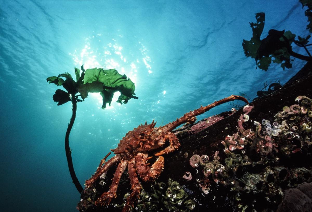 Tipos de cangrejos - Nombres y fotografías