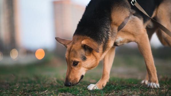 Los veterinarios y educadores caninos coinciden: “Tirar de la correa cuando el perro quiere oler algo le genera frustración y estrés durante el paseo ” - Tirar de la correa no educa: solo bloquea la experiencia del perro