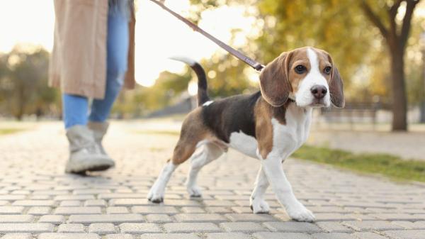 Los veterinarios y adiestradores coinciden: “Muchos perros terminan el paseo más estresados de lo que lo empezaron por errores que cometen sus dueños” - Cuando la calle se convierte en una sobrecarga de estímulos