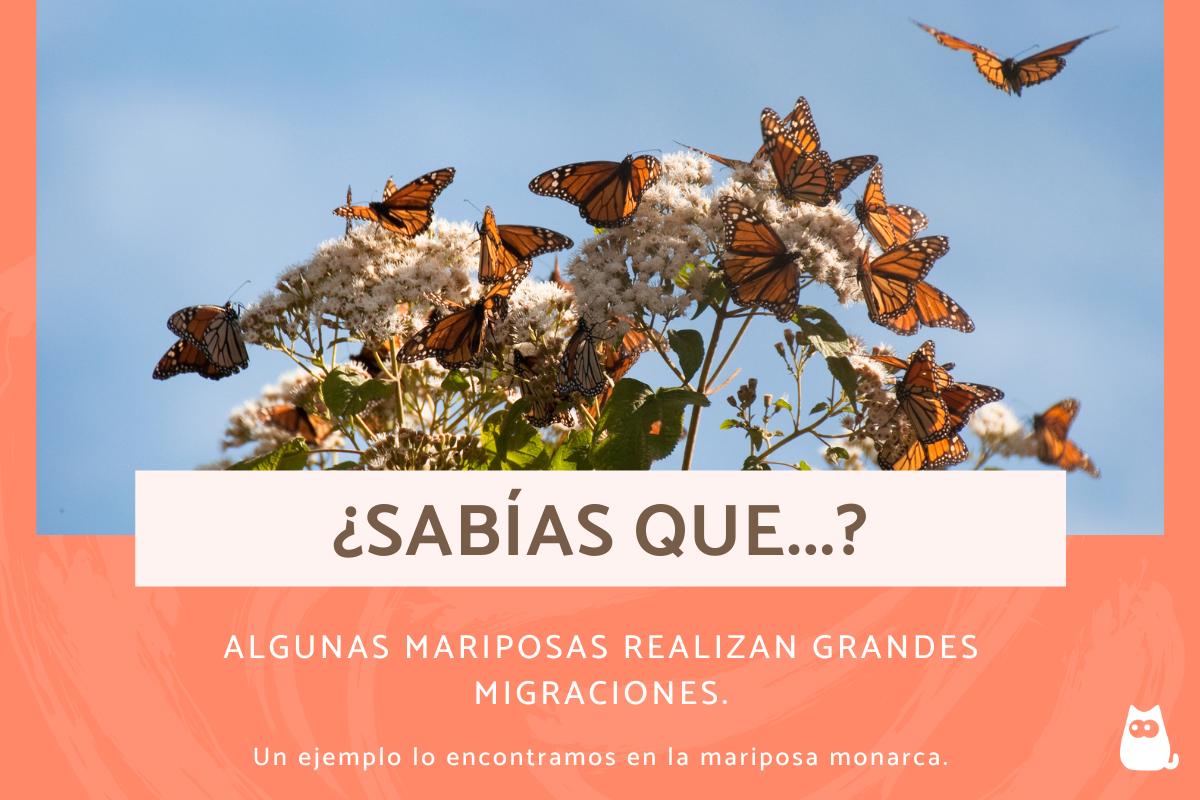 Curiosidades de las mariposas