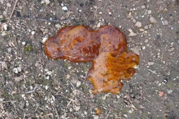 por qué mi perra hace caca