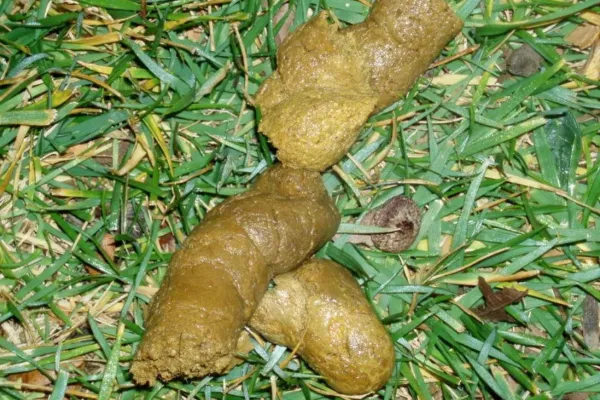 por qué mi perra hace caca