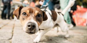 Los veterinarios y adiestradores coinciden: “Muchos perros terminan el paseo más estresados de lo que lo empezaron por errores que cometen sus dueños”