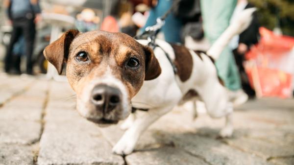 Los veterinarios y adiestradores coinciden: “Muchos perros terminan el paseo más estresados de lo que lo empezaron por errores que cometen sus dueños”