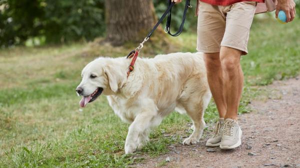 Los veterinarios y adiestradores coinciden: “Muchos perros terminan el paseo más estresados de lo que lo empezaron por errores que cometen sus dueños” - Prisas, tirones y no dejar oler: lo que empeora la experiencia del paseo y estresa a tu perro