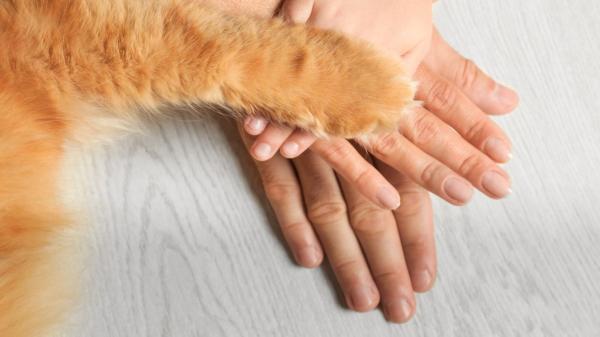 Carlos Gutiérrez, veterinario: “Si tu gato apoya una pata sobre ti, podría estar dándote las gracias” - Así saben los gatos si estás triste o estresado