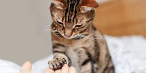 Carlos Gutiérrez, veterinario: “Si tu gato apoya una pata sobre ti, podría estar dándote las gracias”