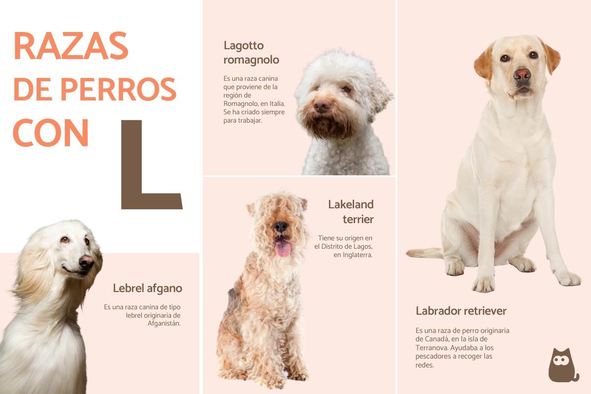 Razas de perros con L