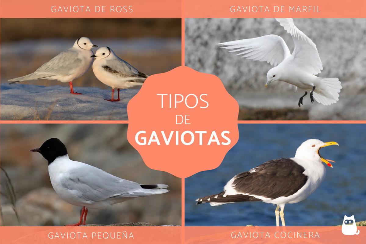 Tipos de gaviotas