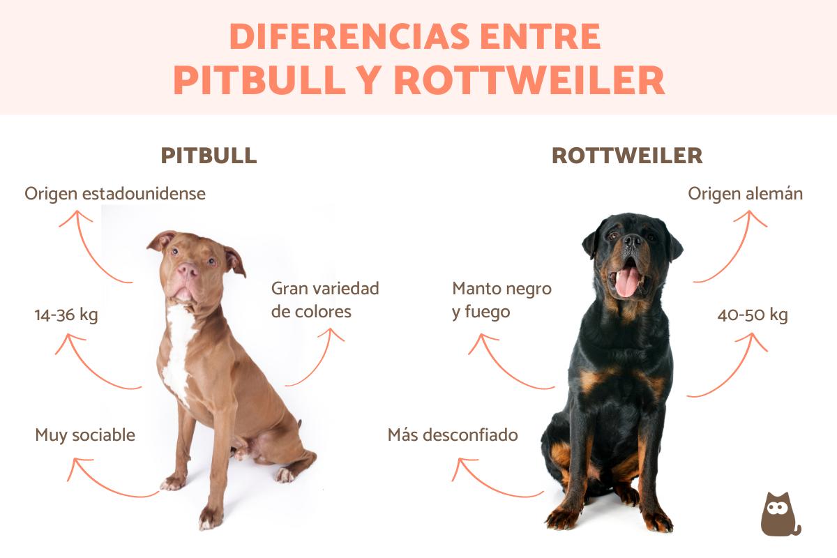 Diferencias entre pitbull y rottweiler